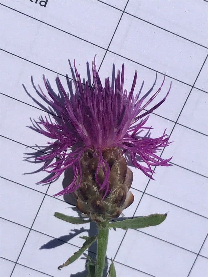 Centaurea 2
