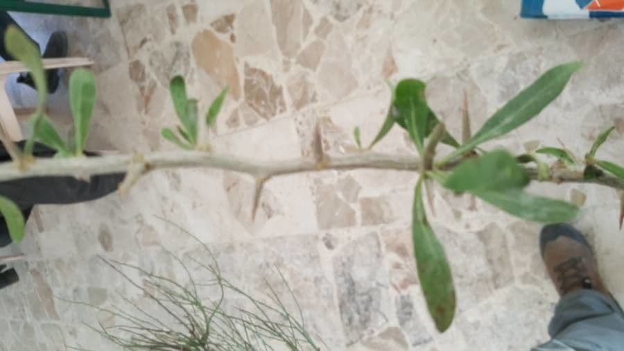Licium europeo 24