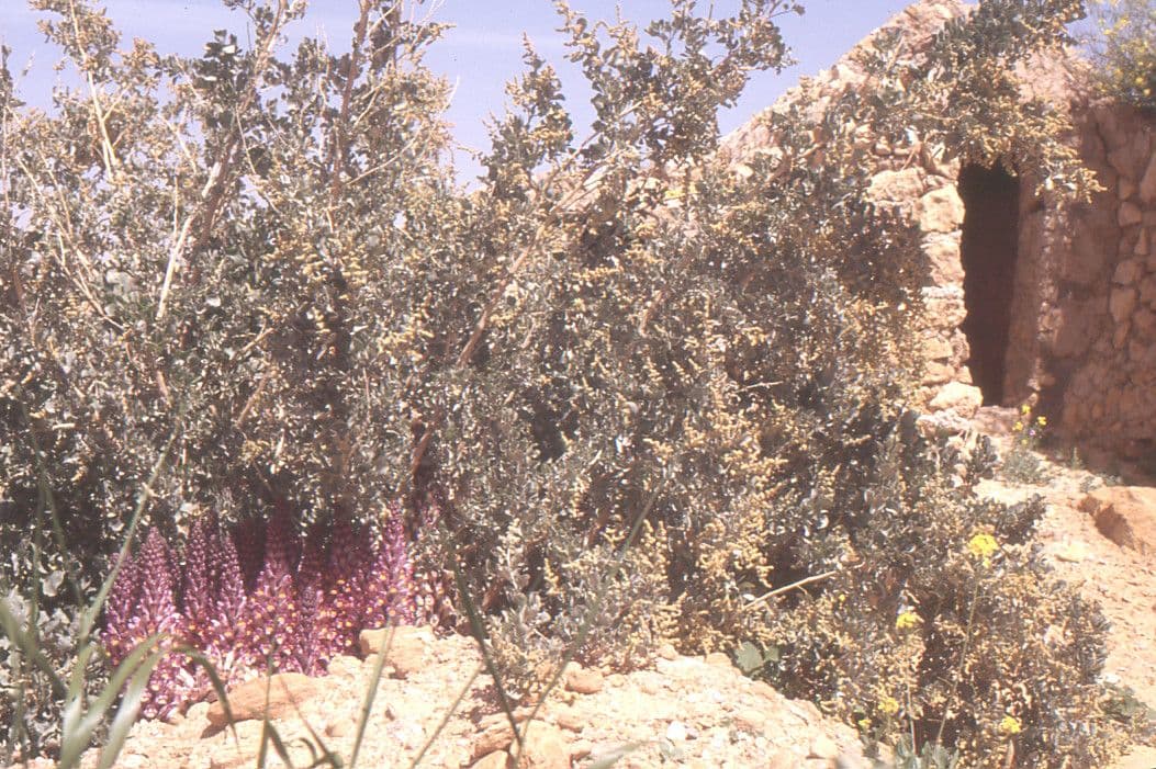 Cistanche 9