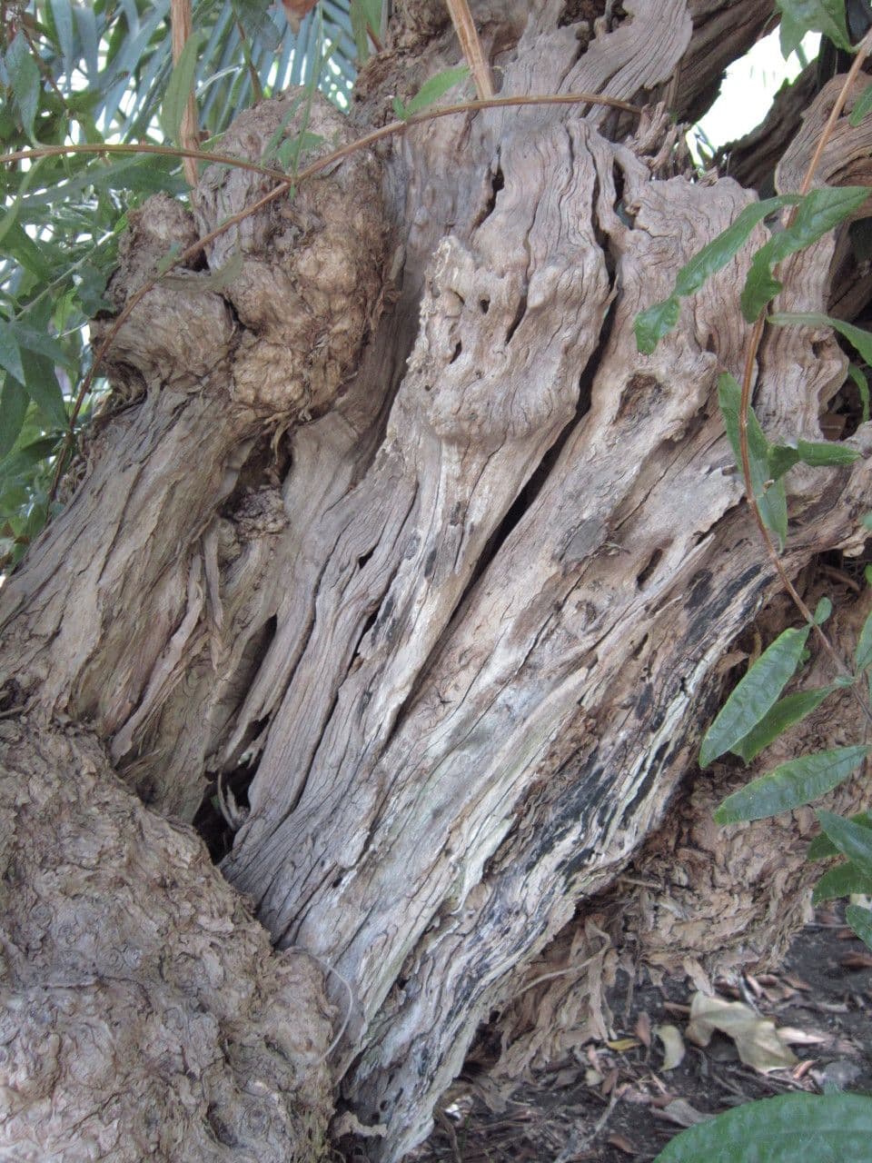 Buddleja saligna 12