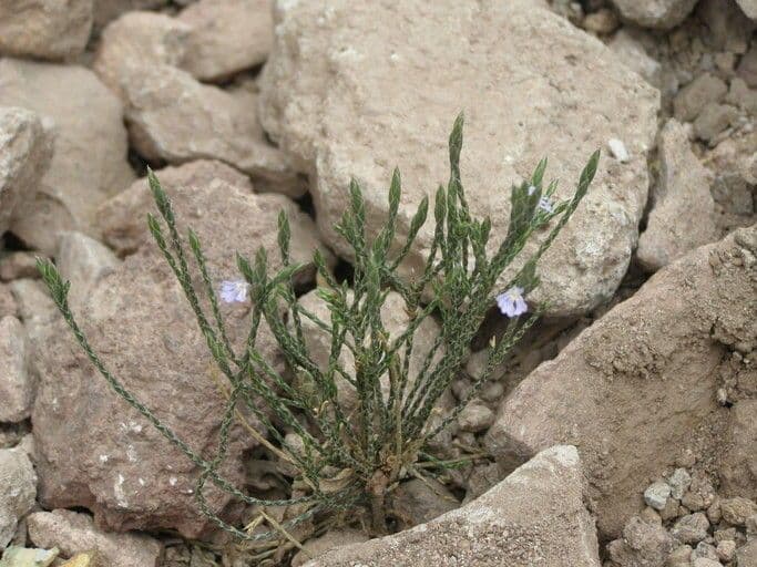 Scaglia viola 6