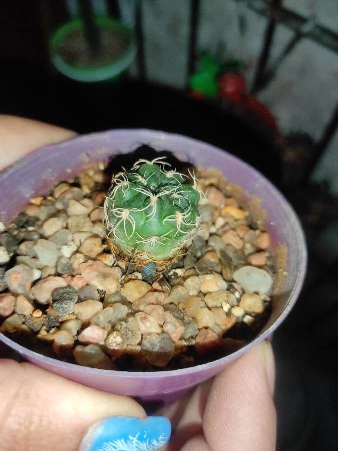 Gymnocalycium verde-rosso 14