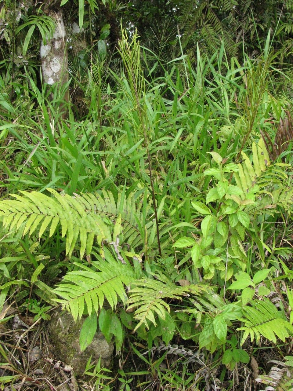 Blechnum 2