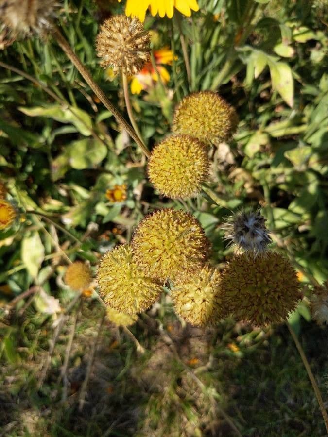 Gaillardia 27