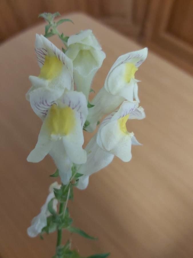 Antirrhinum