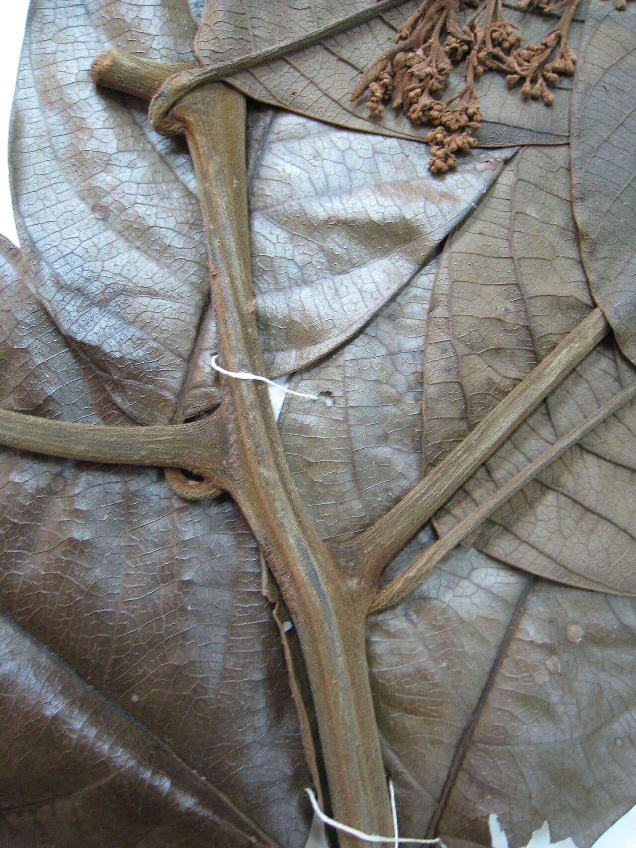 Rhodostemonodaphne 21