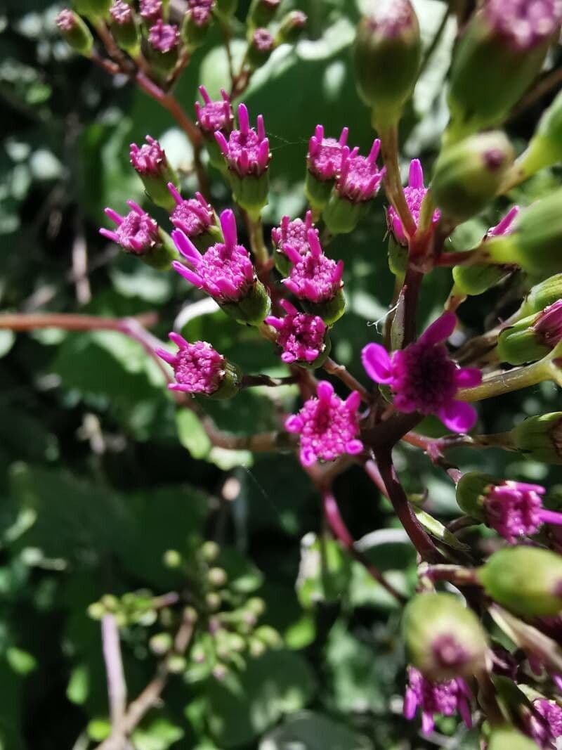 Pericallis 5