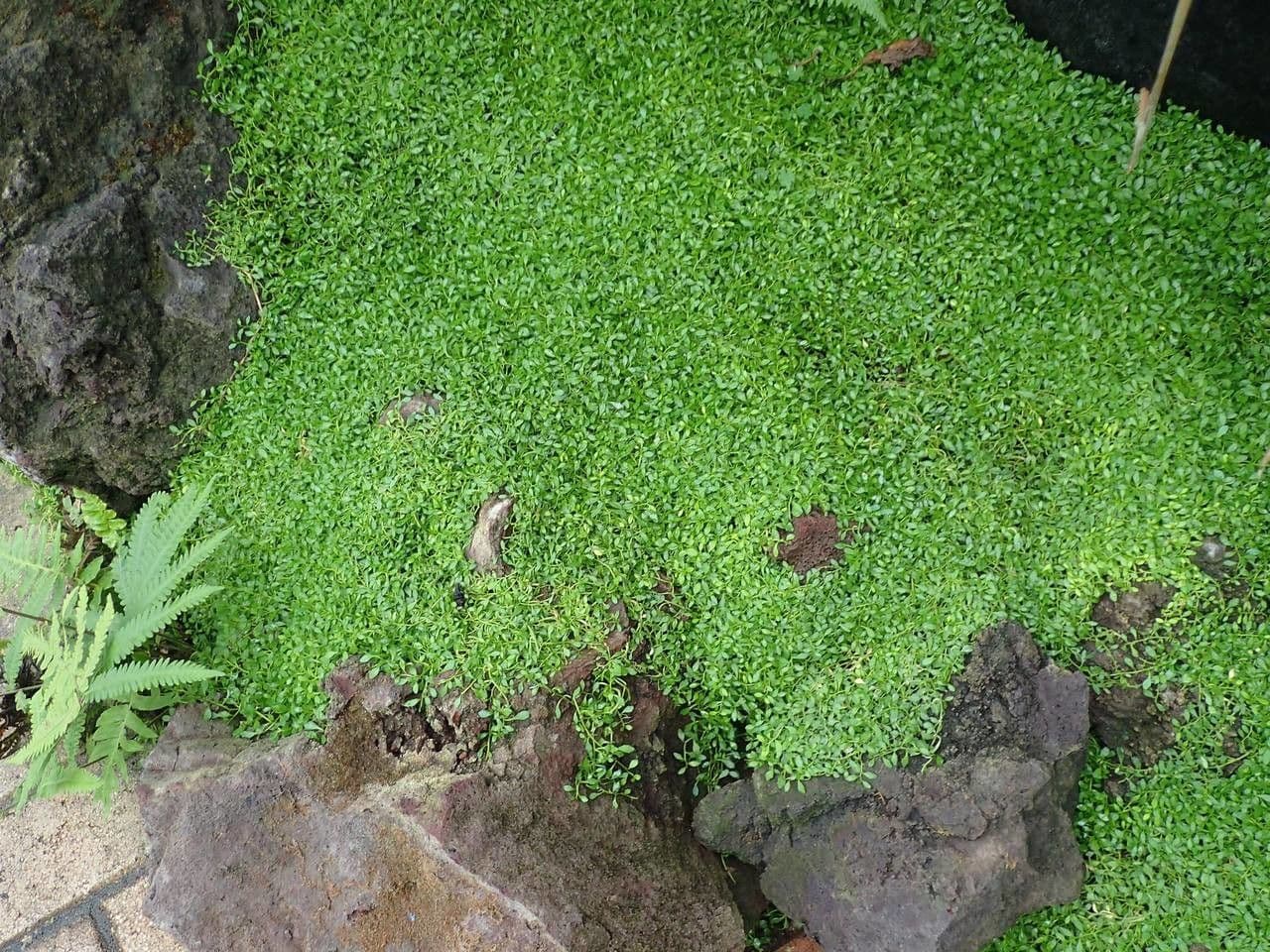 Lobelia irrigua 4