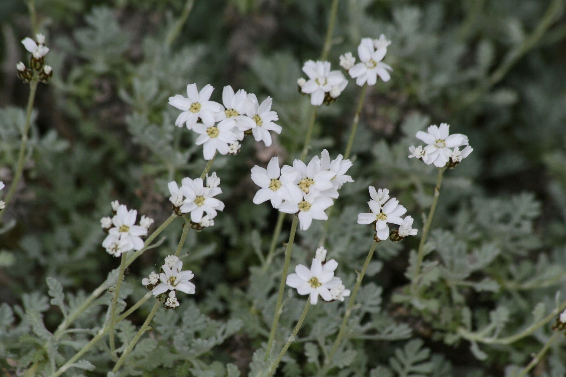 Achillea