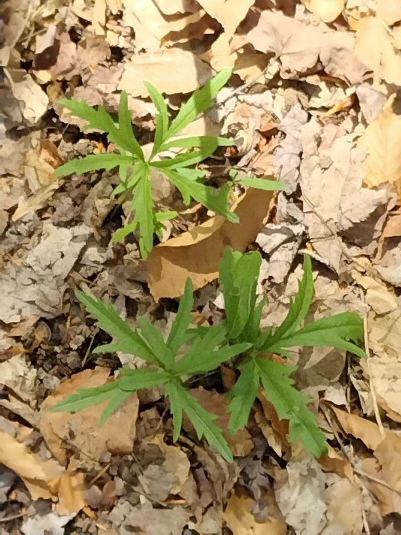 Dentaria concatenata 9