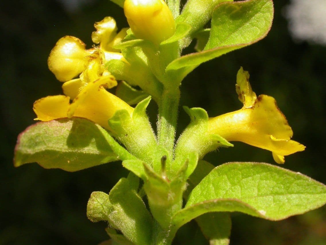 Aureolaria grandiflora 7