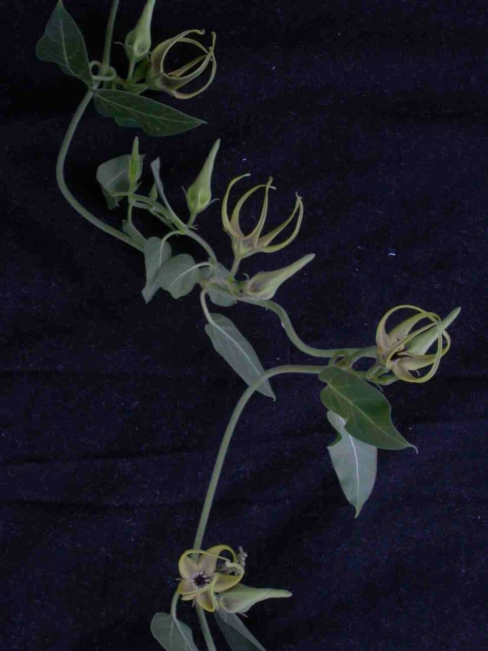 Oxypetalum 4