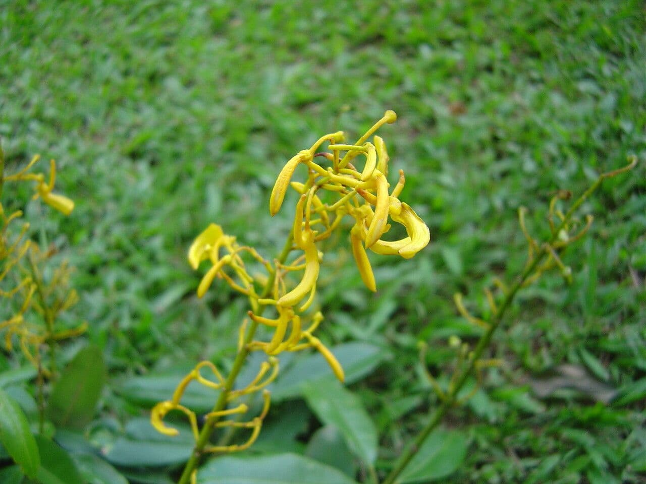 Vochysia tucana 4