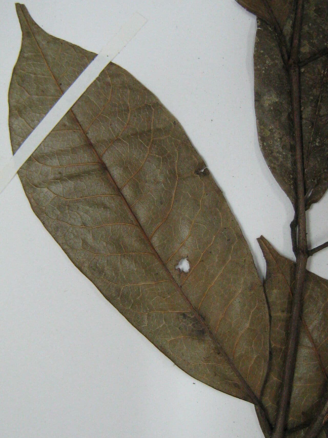 Trattinnickia 6