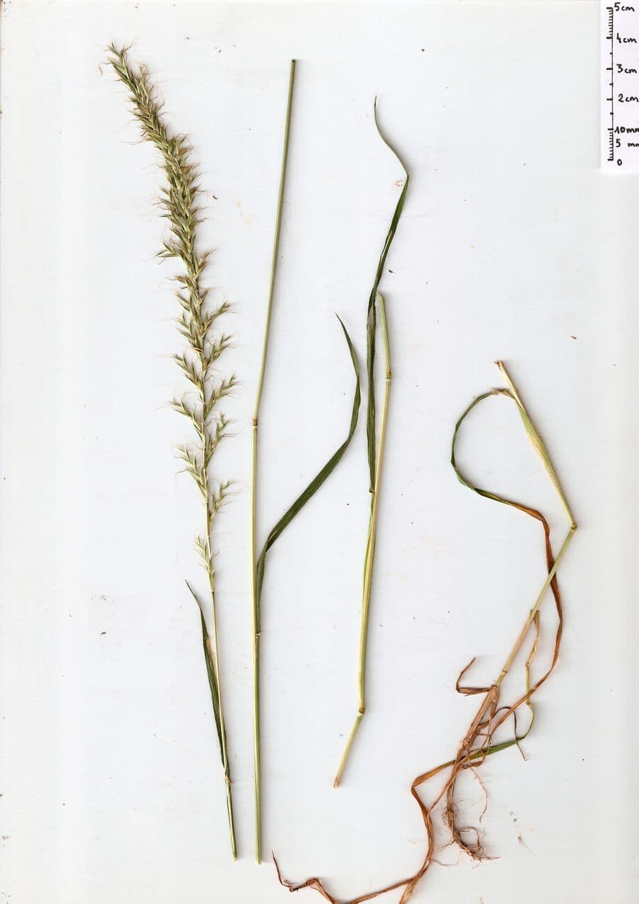 Grannenhafer 30