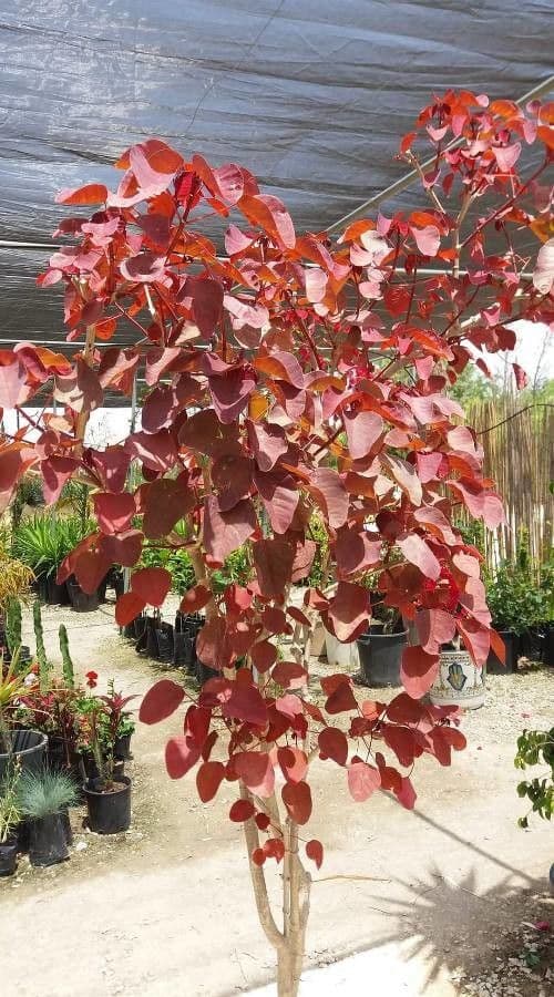 Euphorbe cotinifolia 10