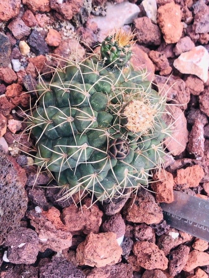 Cactus-barbuto