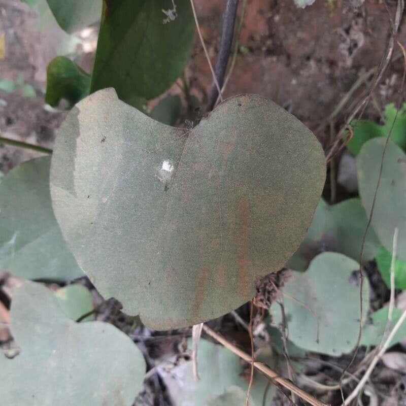 Dichondra 2
