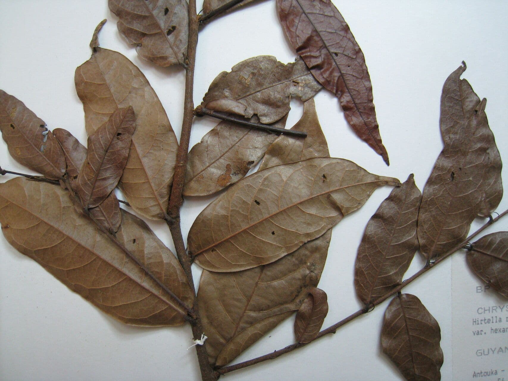 Hirtella 15