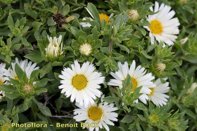 Asteriscus 7