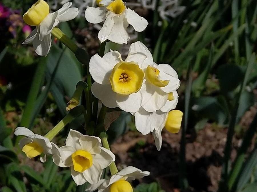Narciso tazetta 22