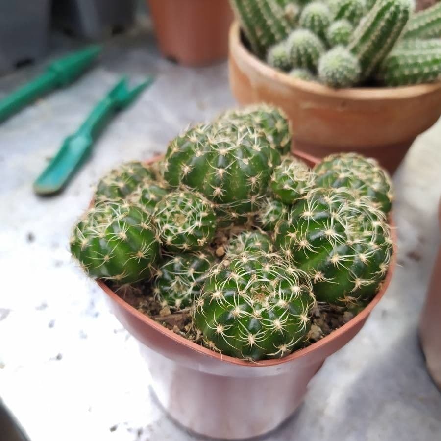 Lobivia arachnacantha 6