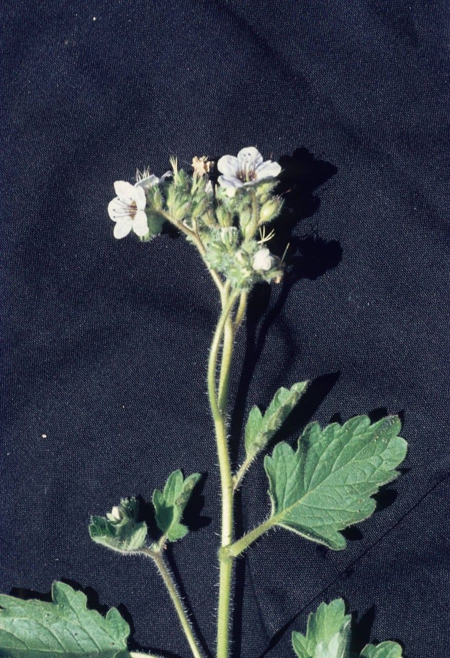 Facelia Bolandera 10