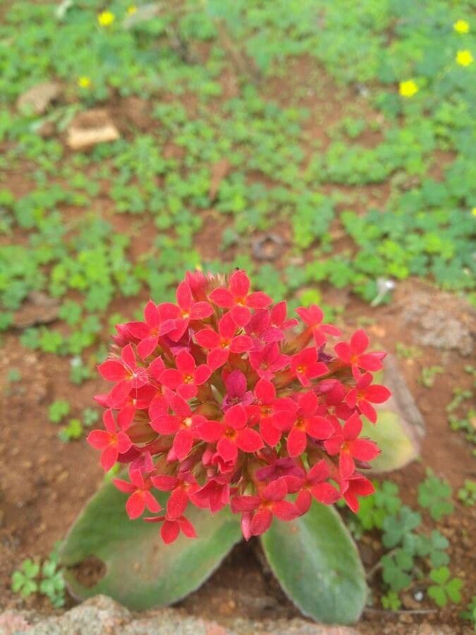 Kalanchoe 4