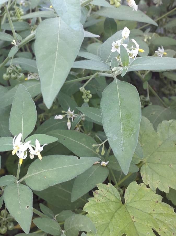 Solanum chenopodioides 20