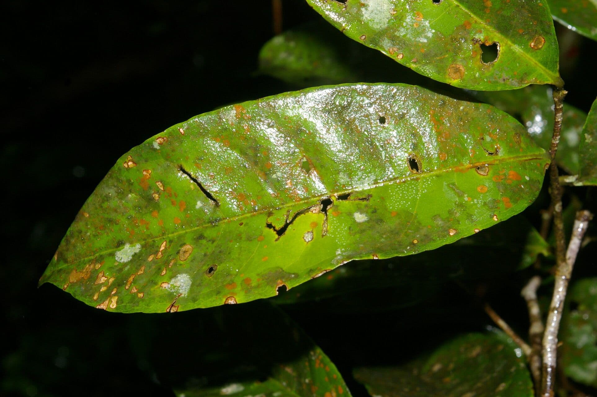Eschweilera 10
