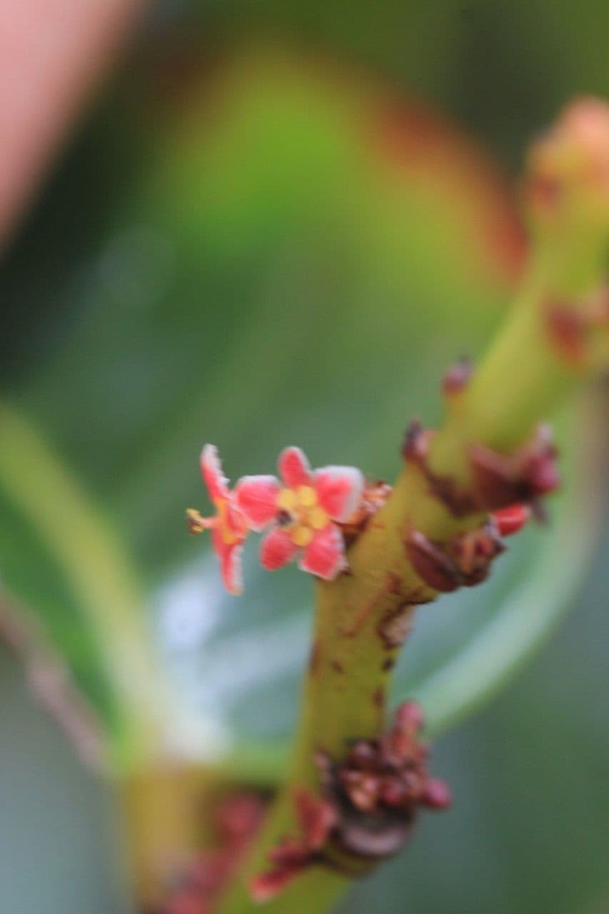 Phyllanthus phillyreifolius 10