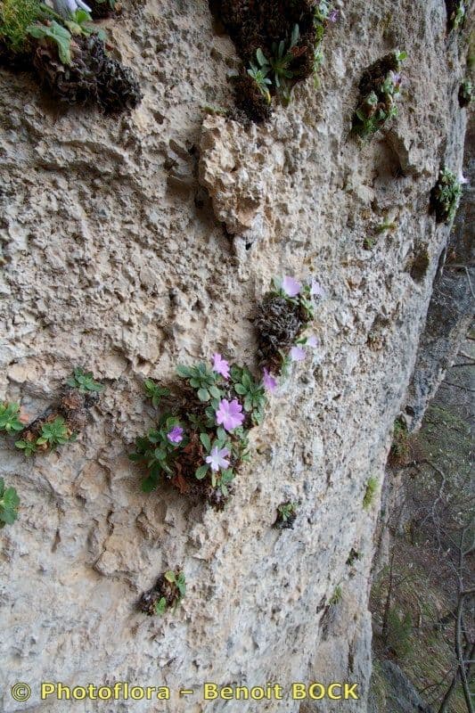 Primula 8