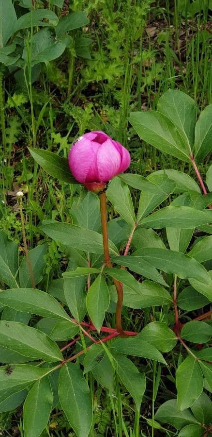 Echte Pfingstrose 26