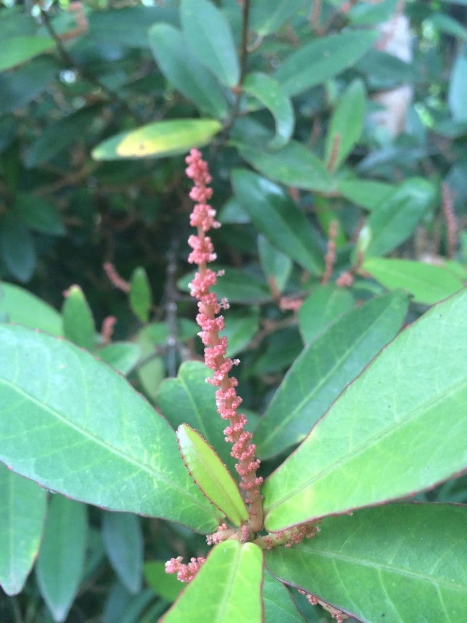 Acalypha 4