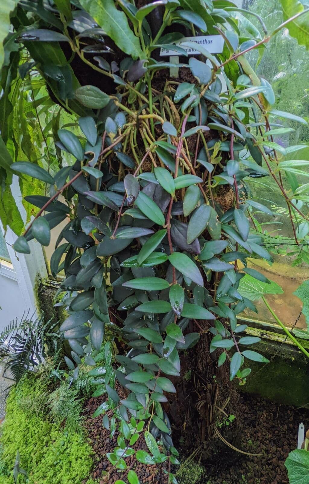 Aeschynanthus 2