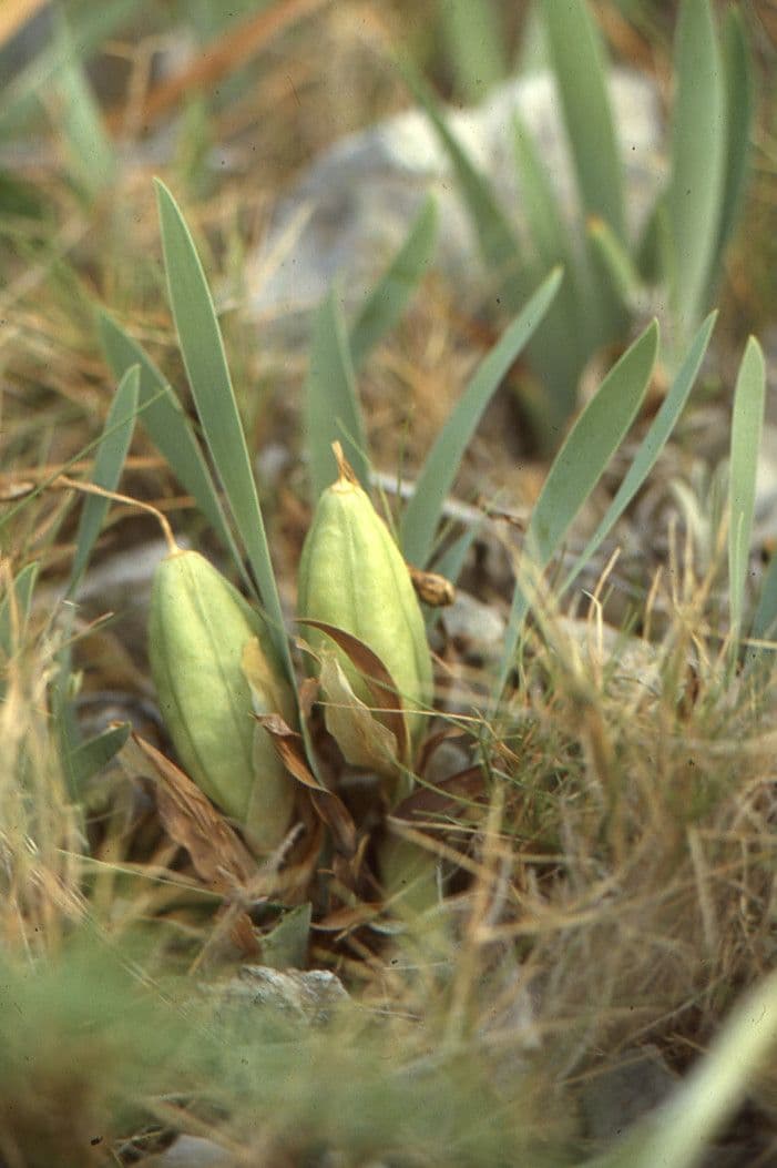 Iris lutescens 5