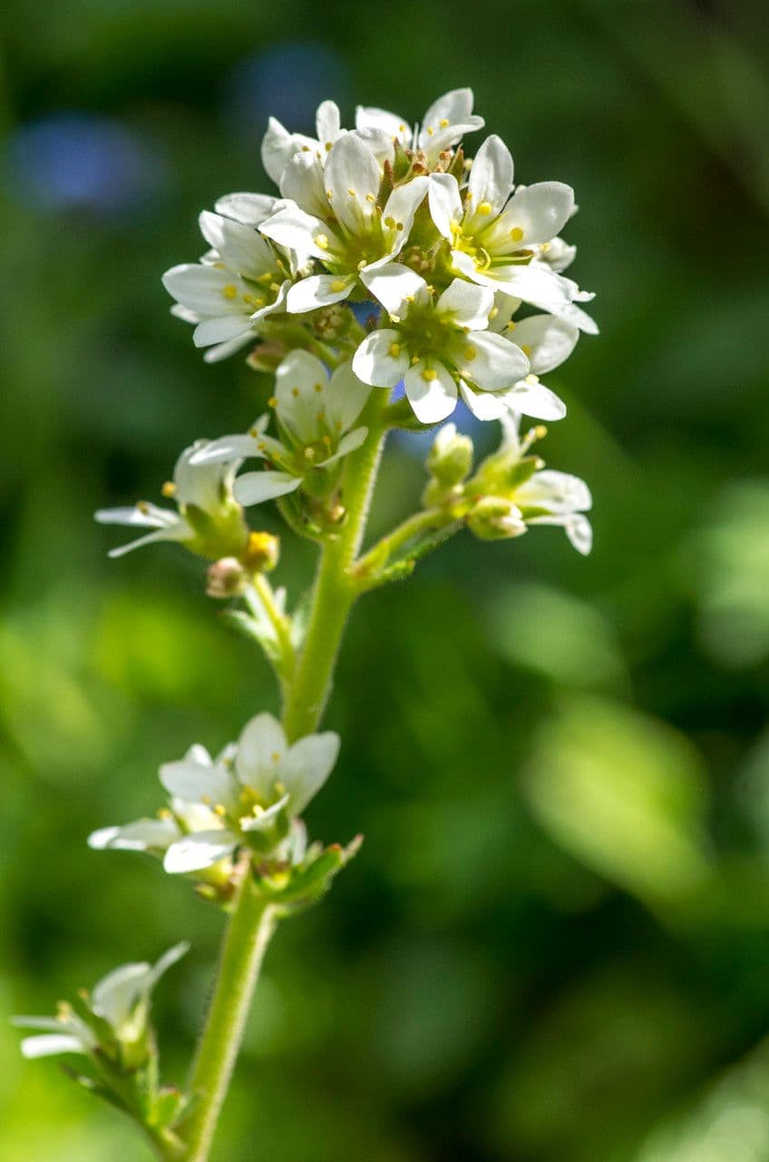 Saxifraga 4