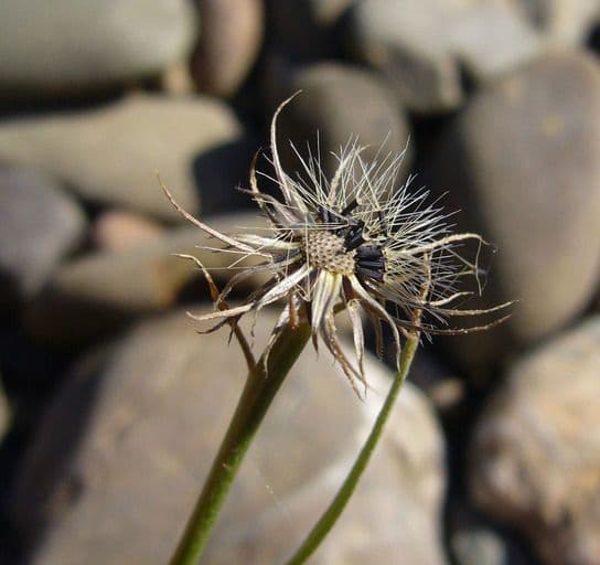 Tolpis barbata 2