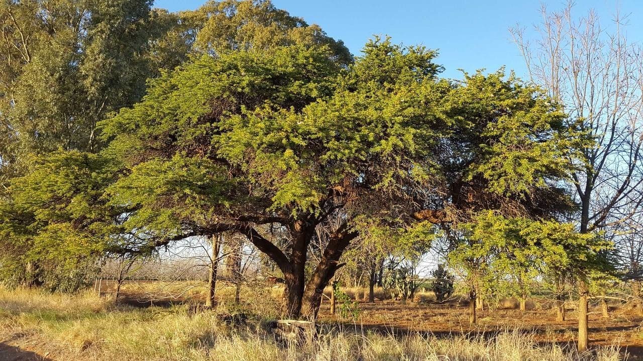 Acacia erioloba 13