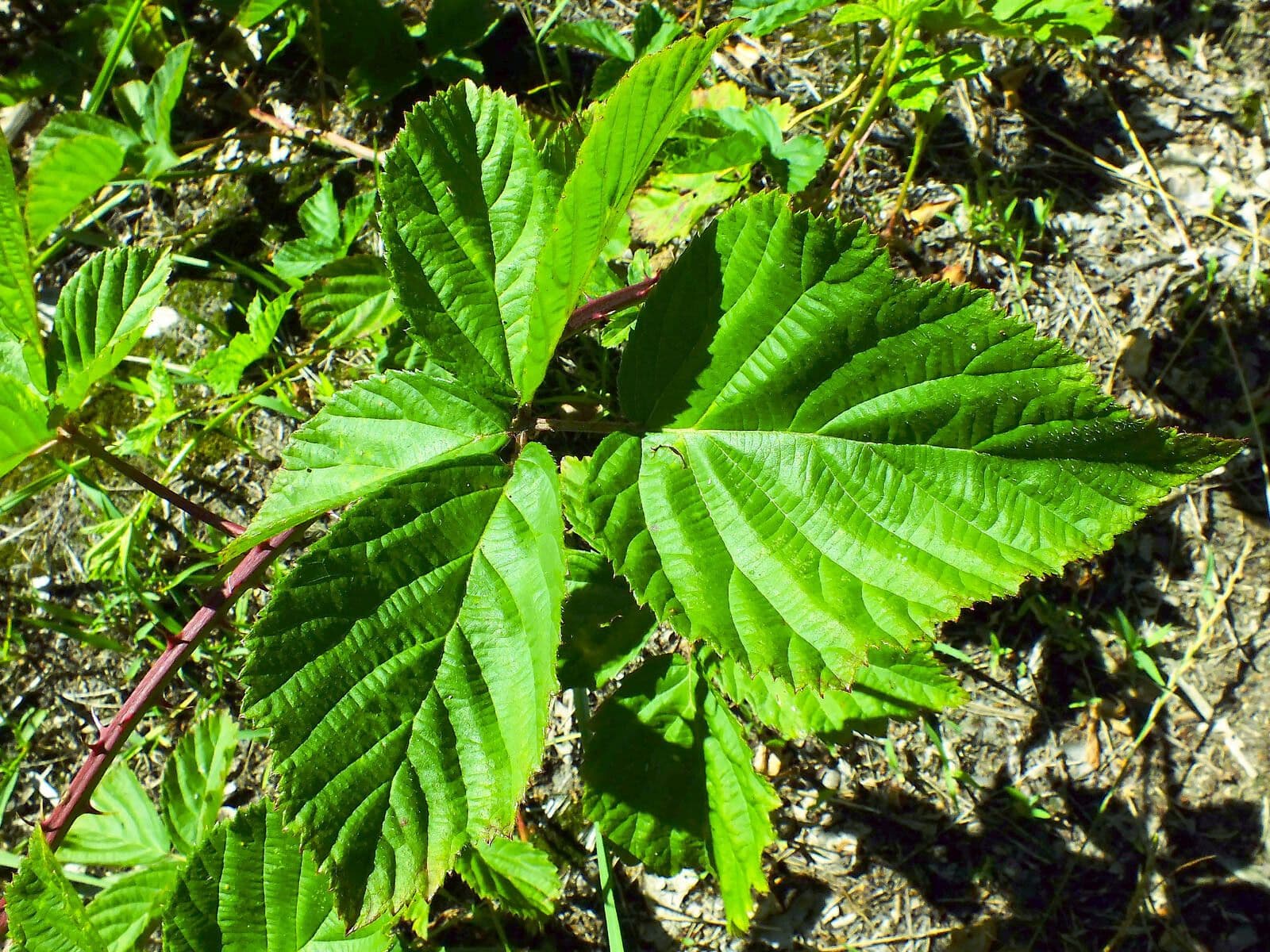 Rote Brombeere 14