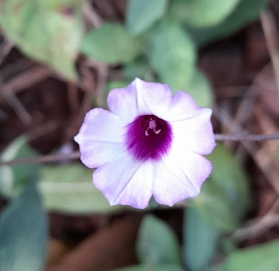 Ipomoea triloba 5