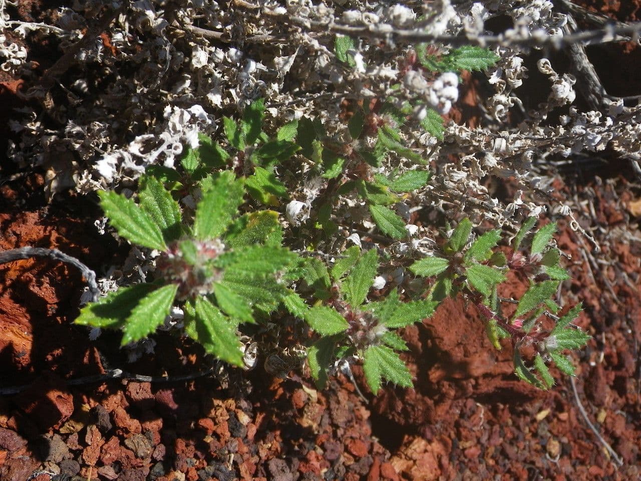 Forsskaolea 8