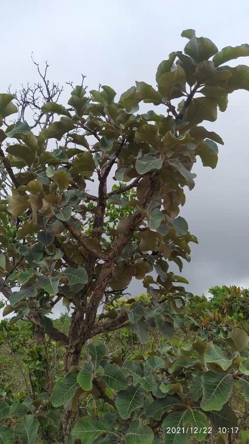 Aspidosperma 11