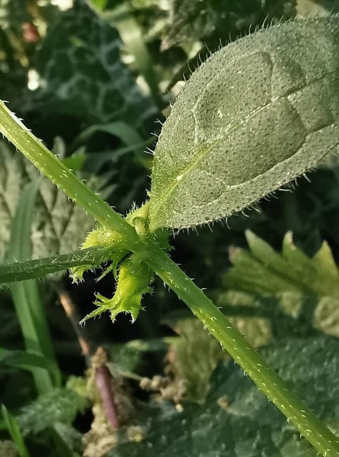 Lappola aspera 18