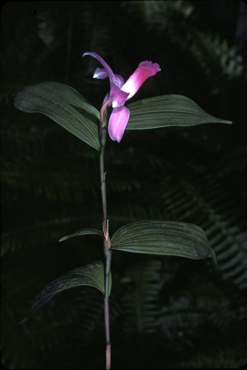 Sobralia 4