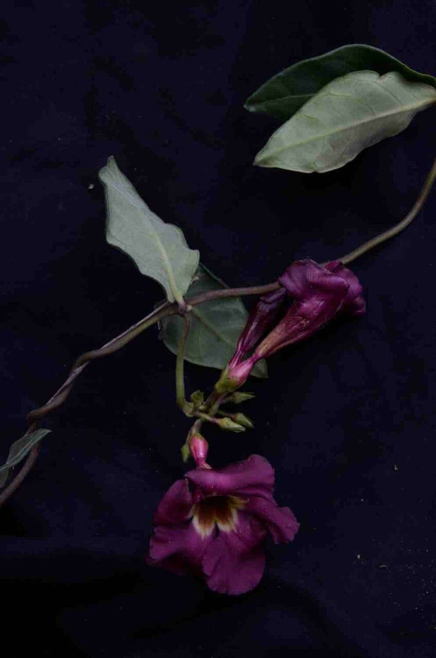 Temnadenia violacea 7