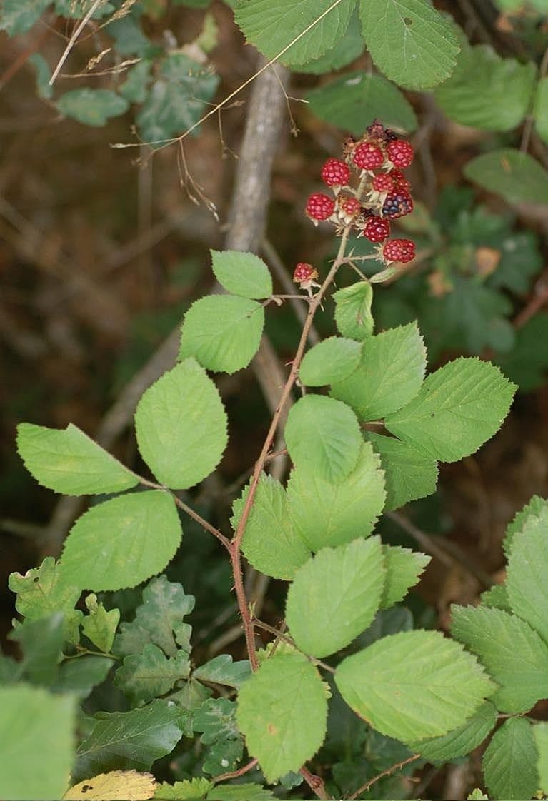 Pyramiden-Brombeere 4