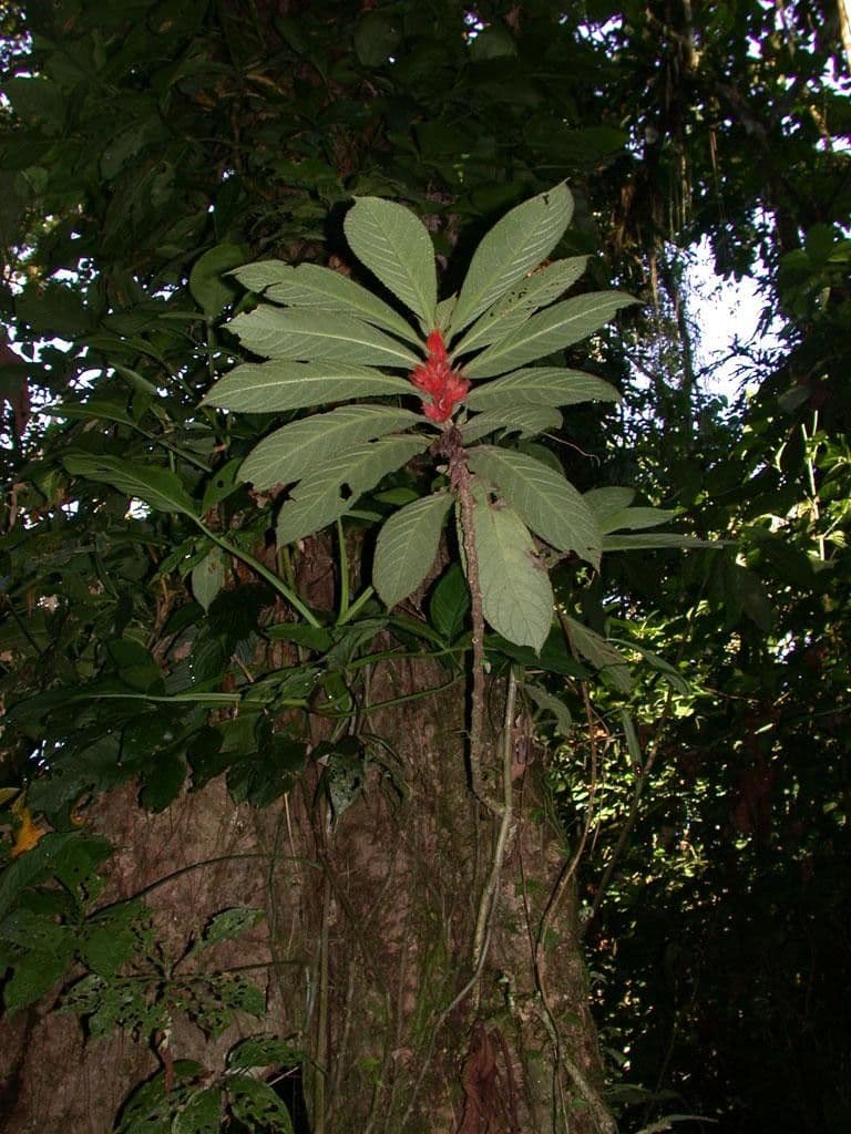 Columnea 8