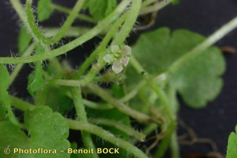 Sibthorpia Europaea 16