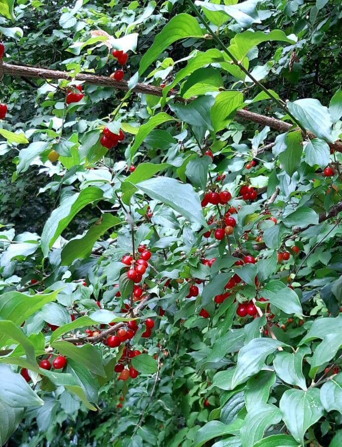Cornelian-cherry 2